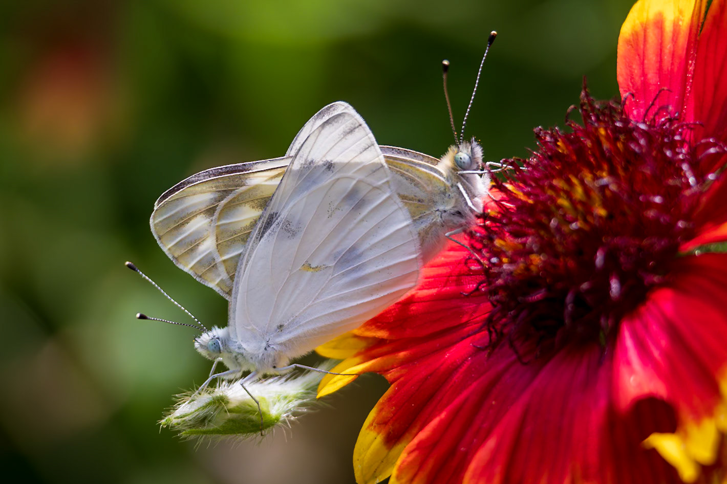 Checkered White | Pontia protodice | 20240607