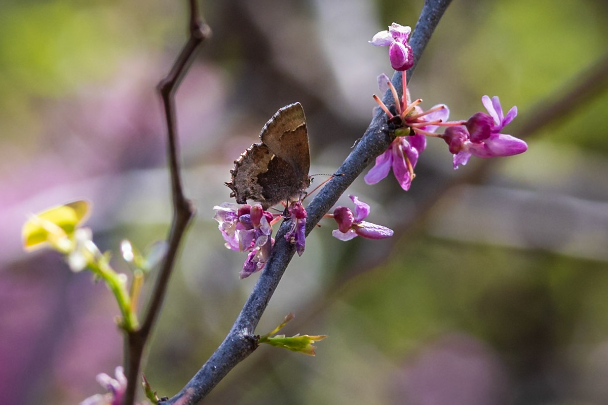 Henry’s Elfin | Callophrys henrici | 20250413