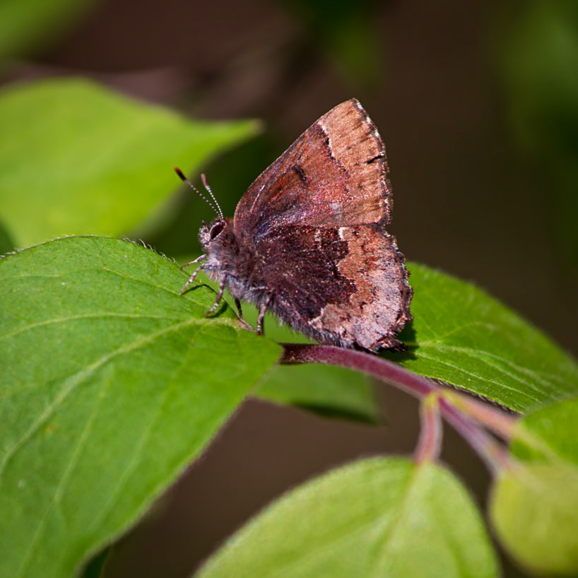 Henry’s Elfin | Callophrys henrici | 20220424