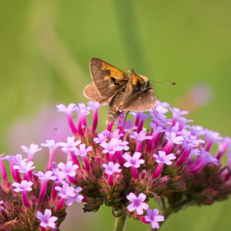 Tawny-edged Skipper | Polites themistocles | 20210808
