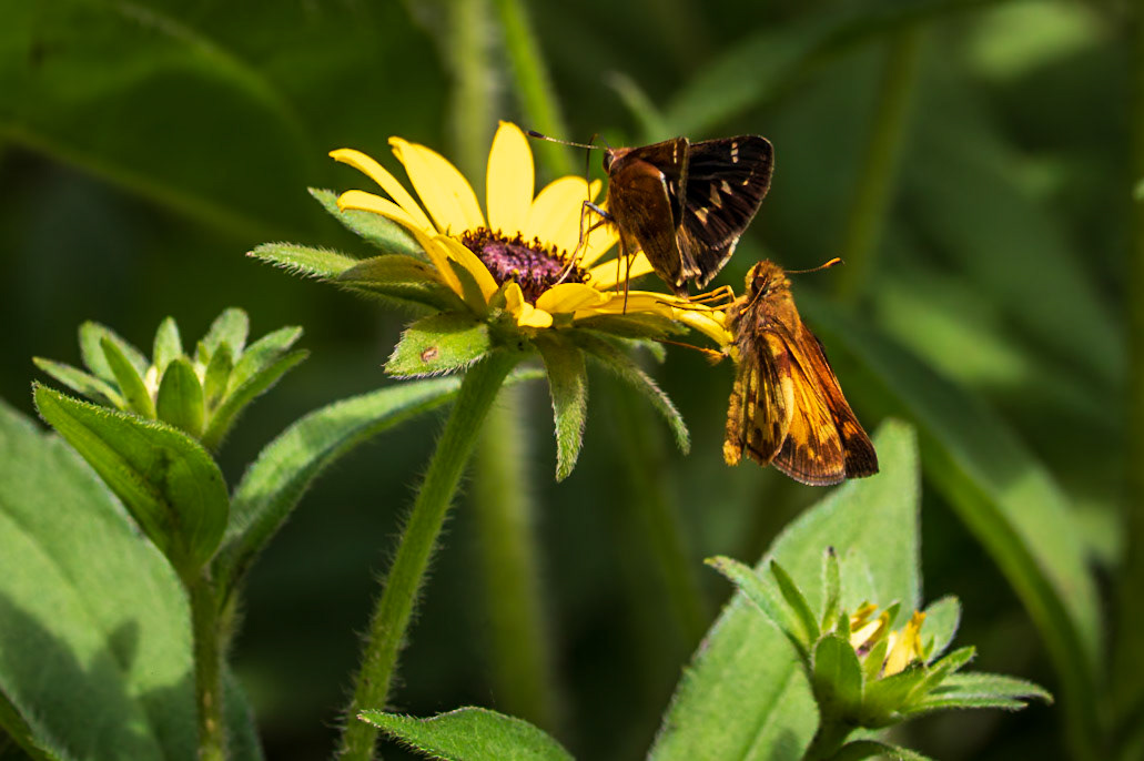 Zabulon Skipper | Poanes zabulon | 20220728
