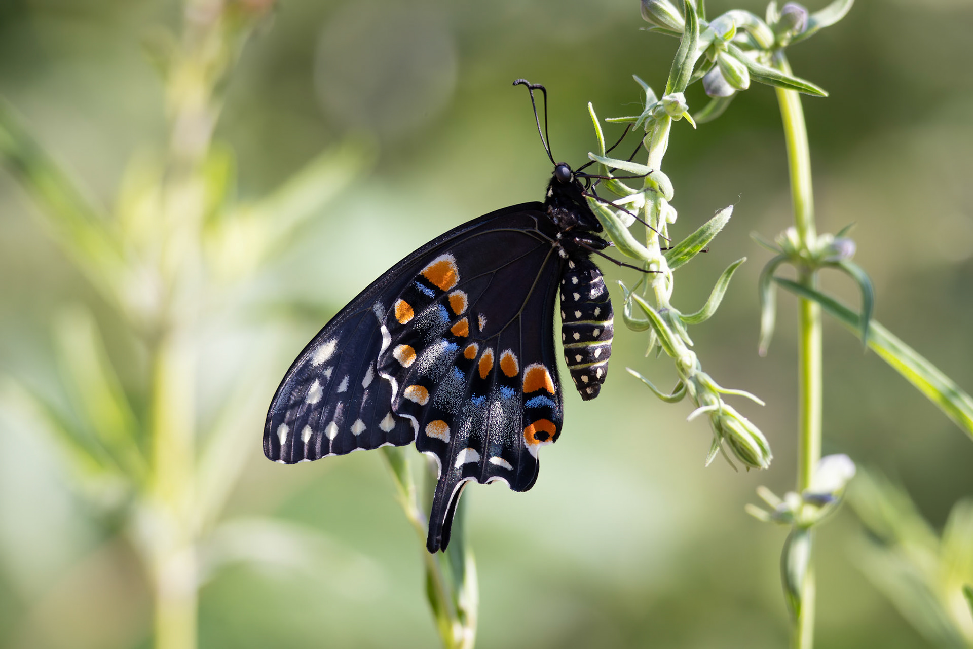 Black Swallowtail | Papilio polyxenes | 20250716
