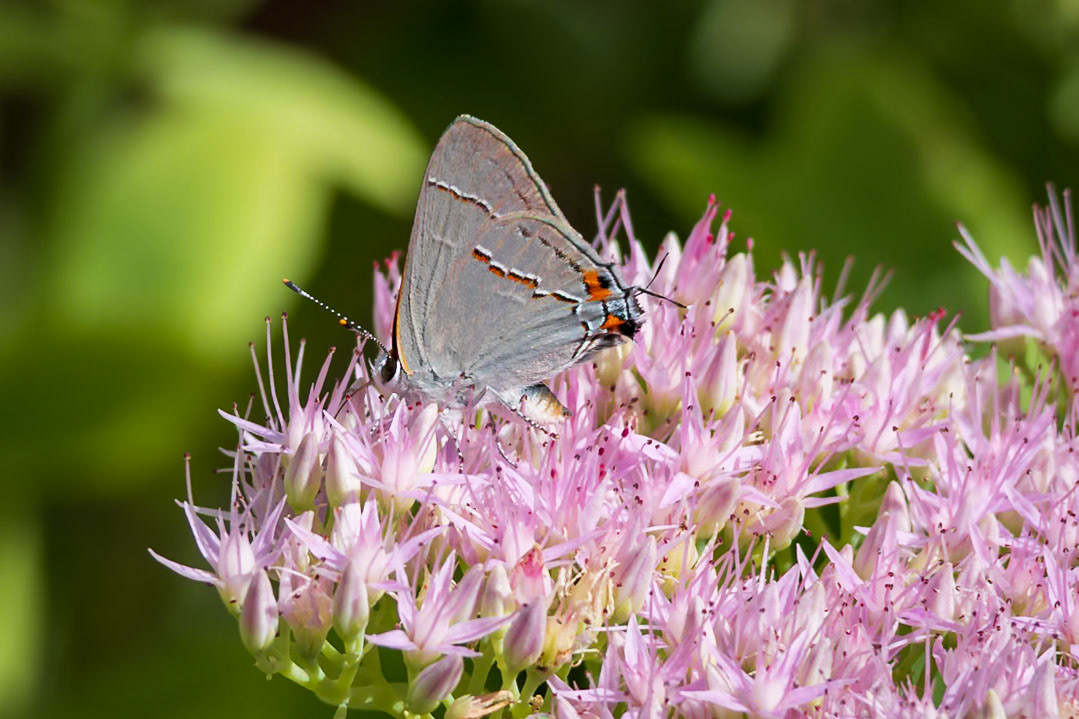 Gray Hairstreak, Strymon melinus | 20240913