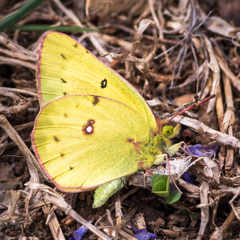 Orange Sulphur | Colias eurytheme | 20250414