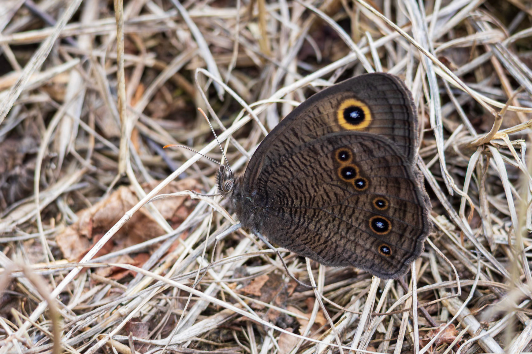 Common Wood-Nymph | Cercyonis pegala | 20230708