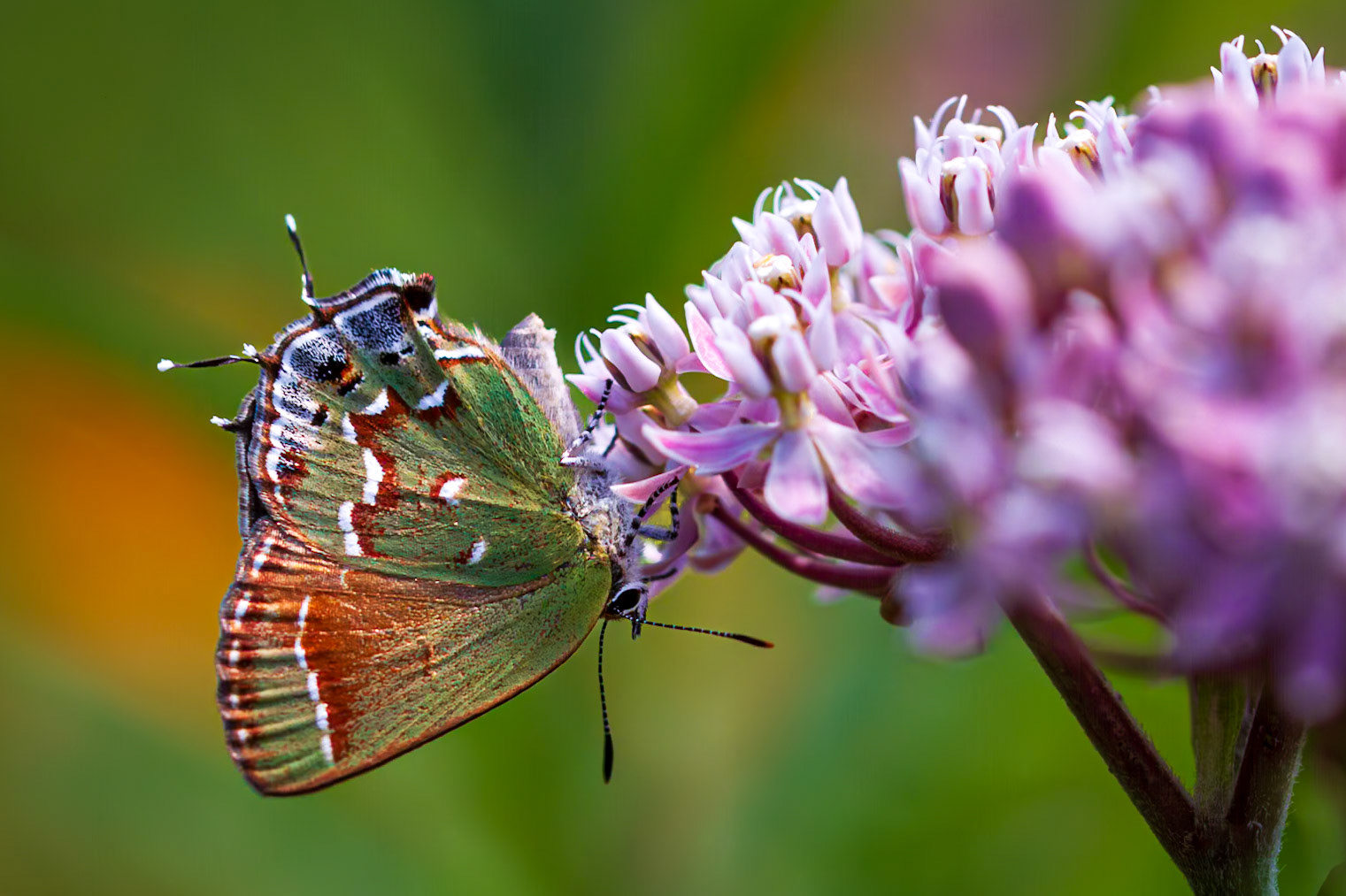‘Olive’ Juniper Hairstreak | Callophrys gryneus gryneus 20160813