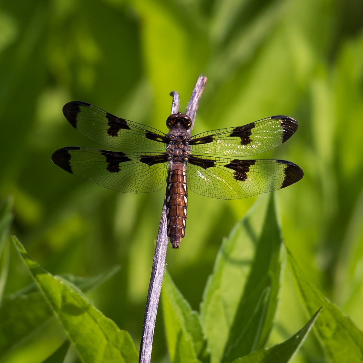 Common Whitetail, Plathemis lydia