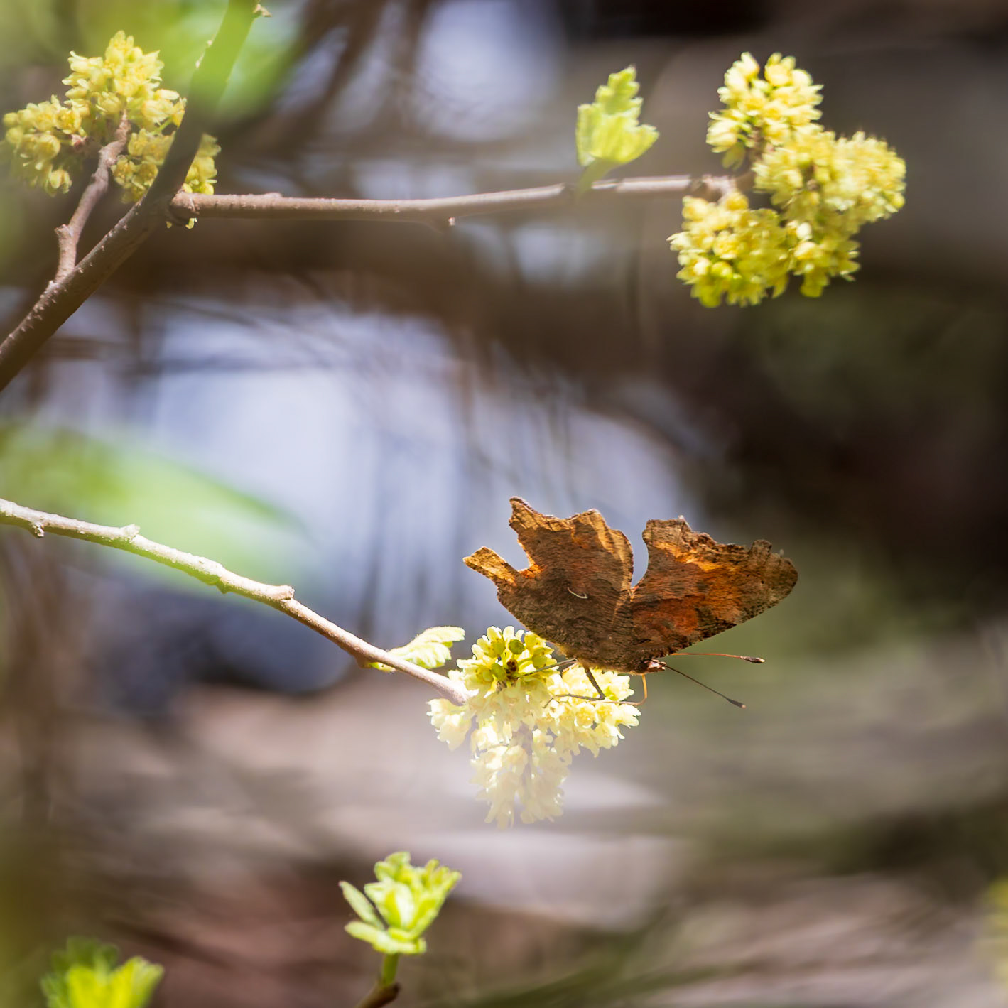 Eastern Comma | Polygonia comma | 20250413