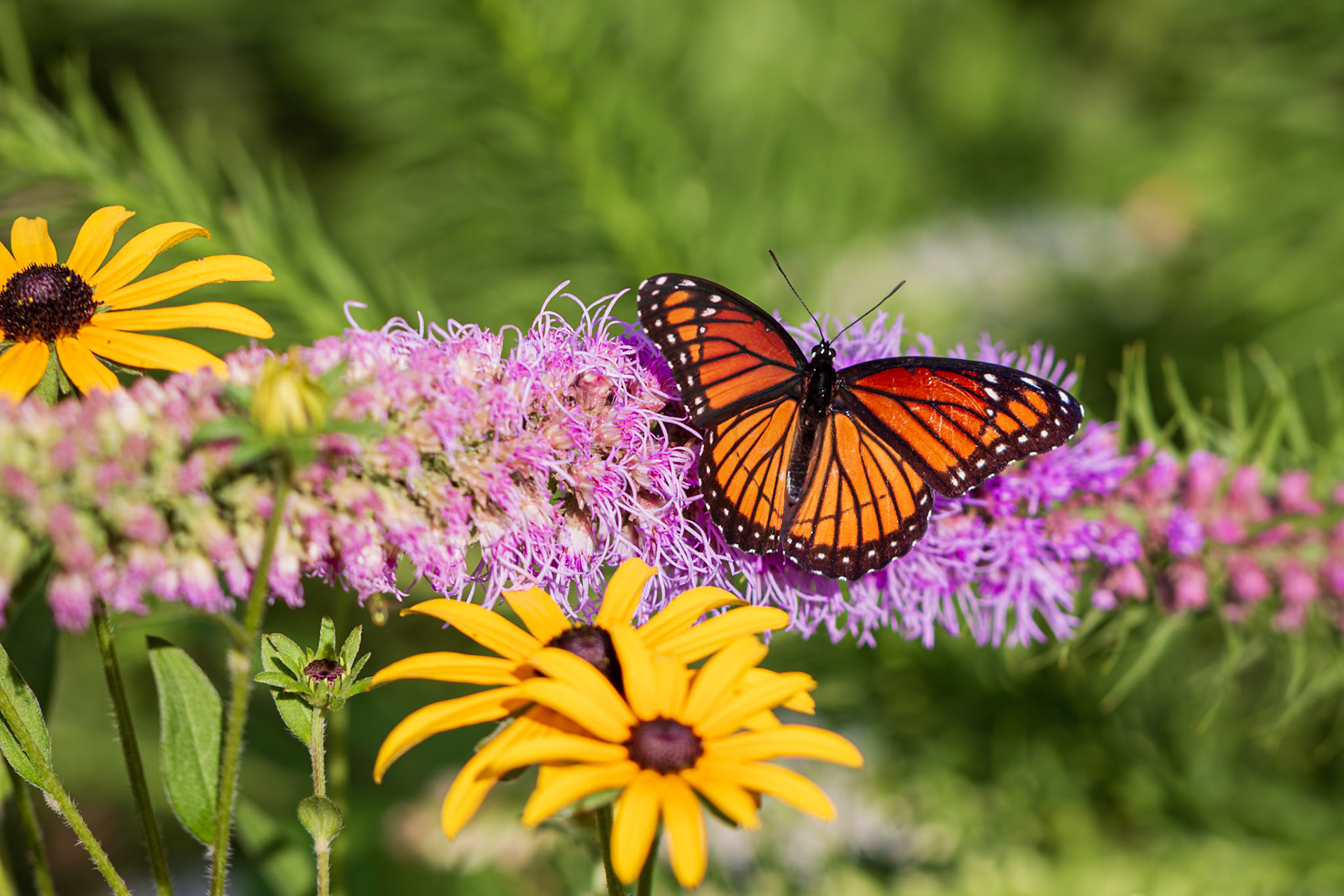 Viceroy | Limenitis archippus | 20180802