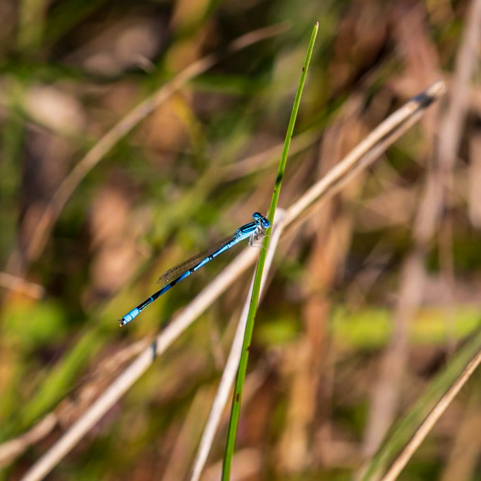 Double-striped Bluet, Enallagma basidens