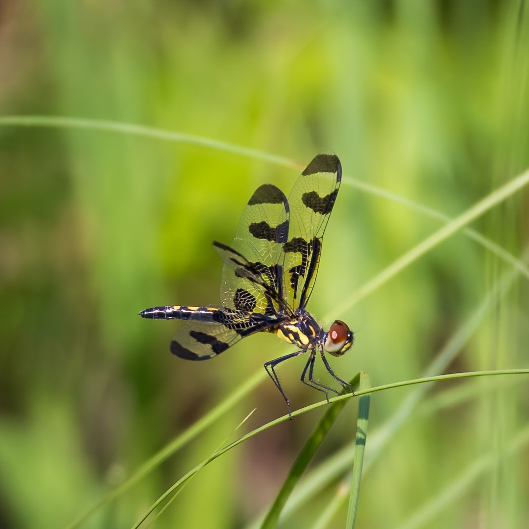Banded Penant, Celithemis faxciata