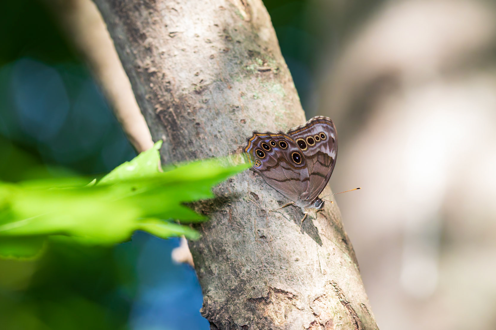 Northern Pearly-eye, Enodia anthedon 20210614