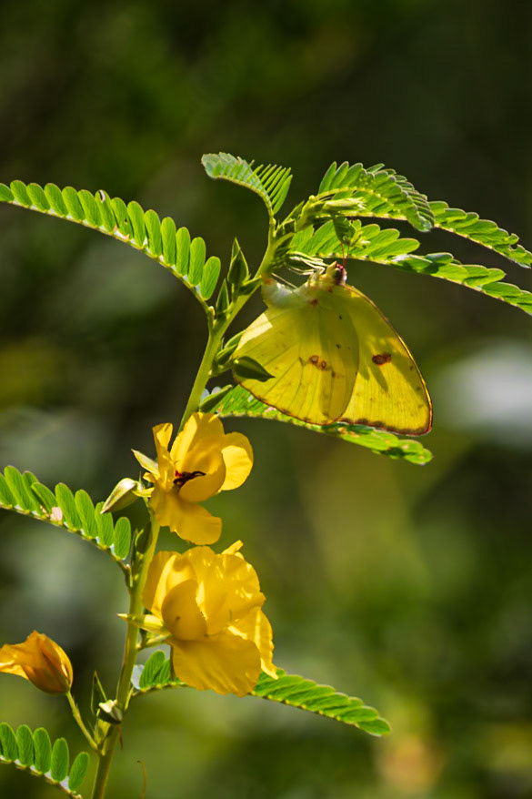 Cloudless Sulphur | Phoebis sennae | 20220806