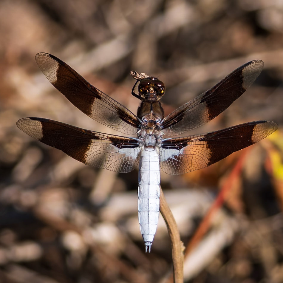 Common Whitetail, Plathemis lydia