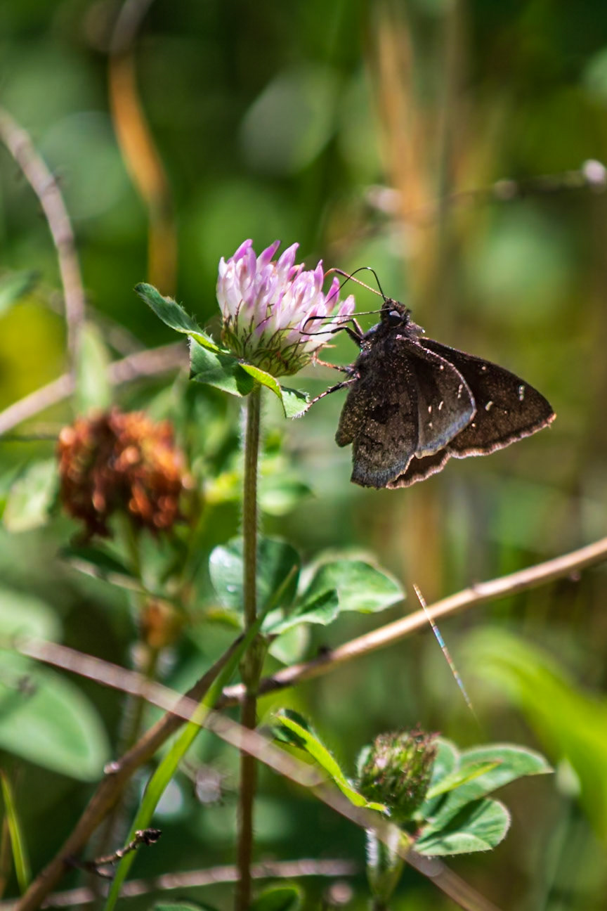 Northern Cloudywing | Thorybes pylades | 20220607
