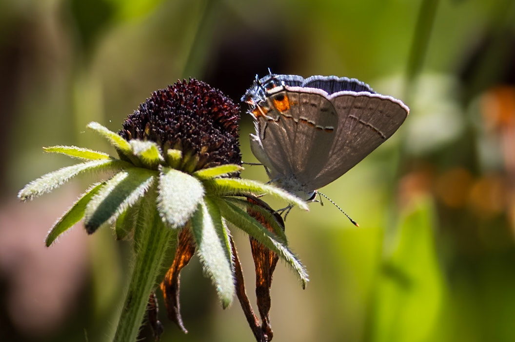Gray Hairstreak, Strymon melinus | 20240831