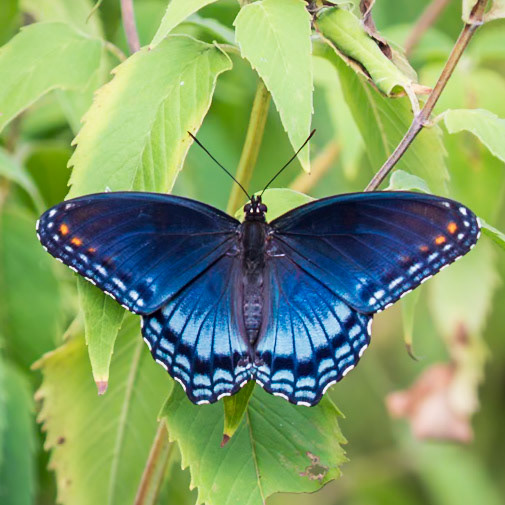 Red-spotted Purple | Limenitis arthemis astyanax | 20220724