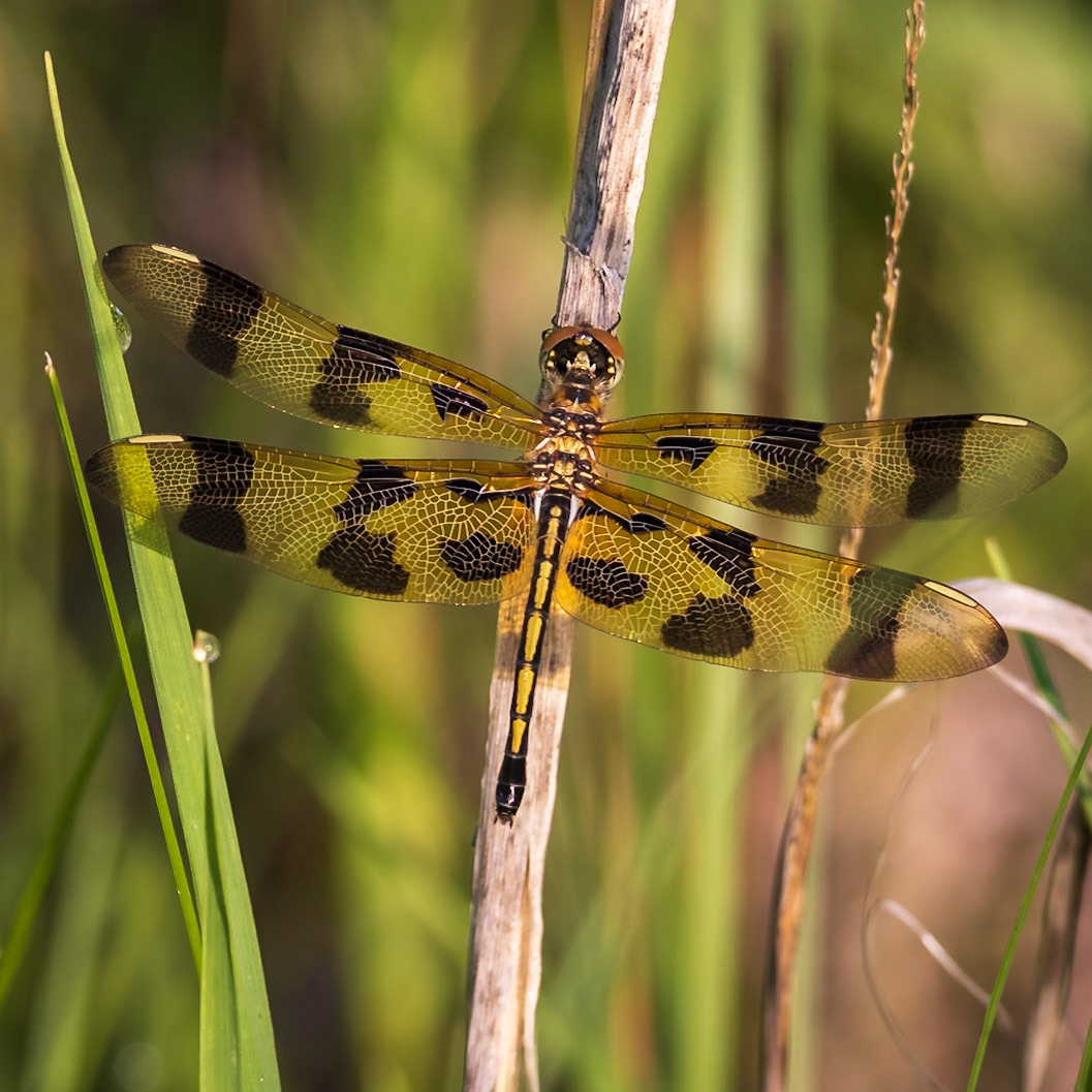 Halloween Pennant, Celighemis eponina