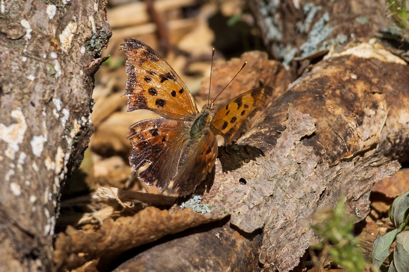 Question Mark | Polygonia interrogationis 20240528