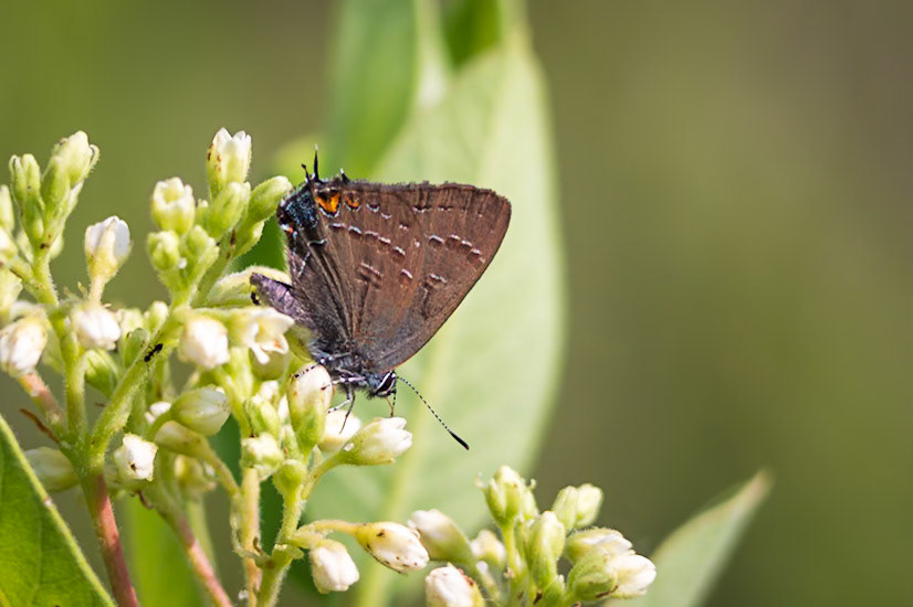 Banded Hairstreak | Satyrium calanus | 20230615