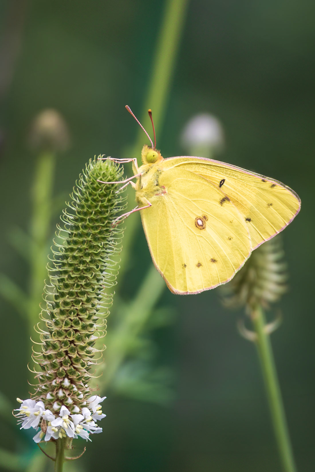 Orange Sulphur | Colias eurytheme | 020240616