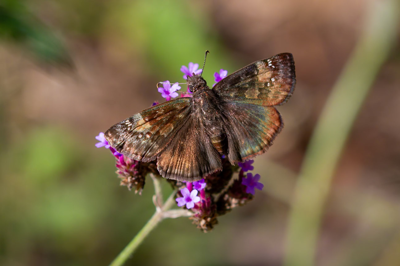 Wild Indigo Duskywing | Erynnis baptisiae | 20160910