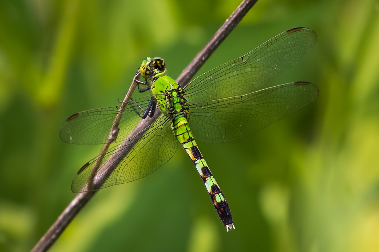 Eastern Pondhawk, Erythemis simplicicollis