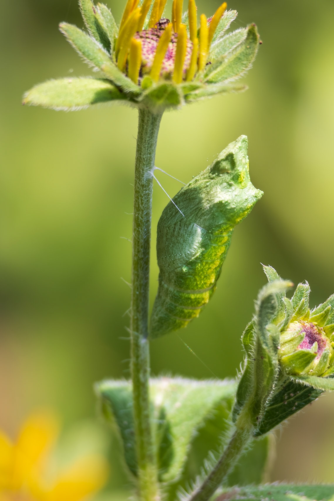 Black Swallowtail | Papilio polyxenes | 20250716