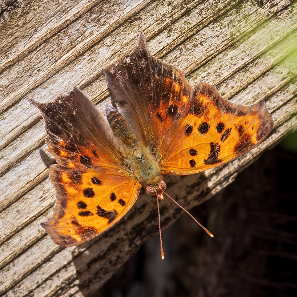 Question Mark | Polygonia interrogationis | 20240507