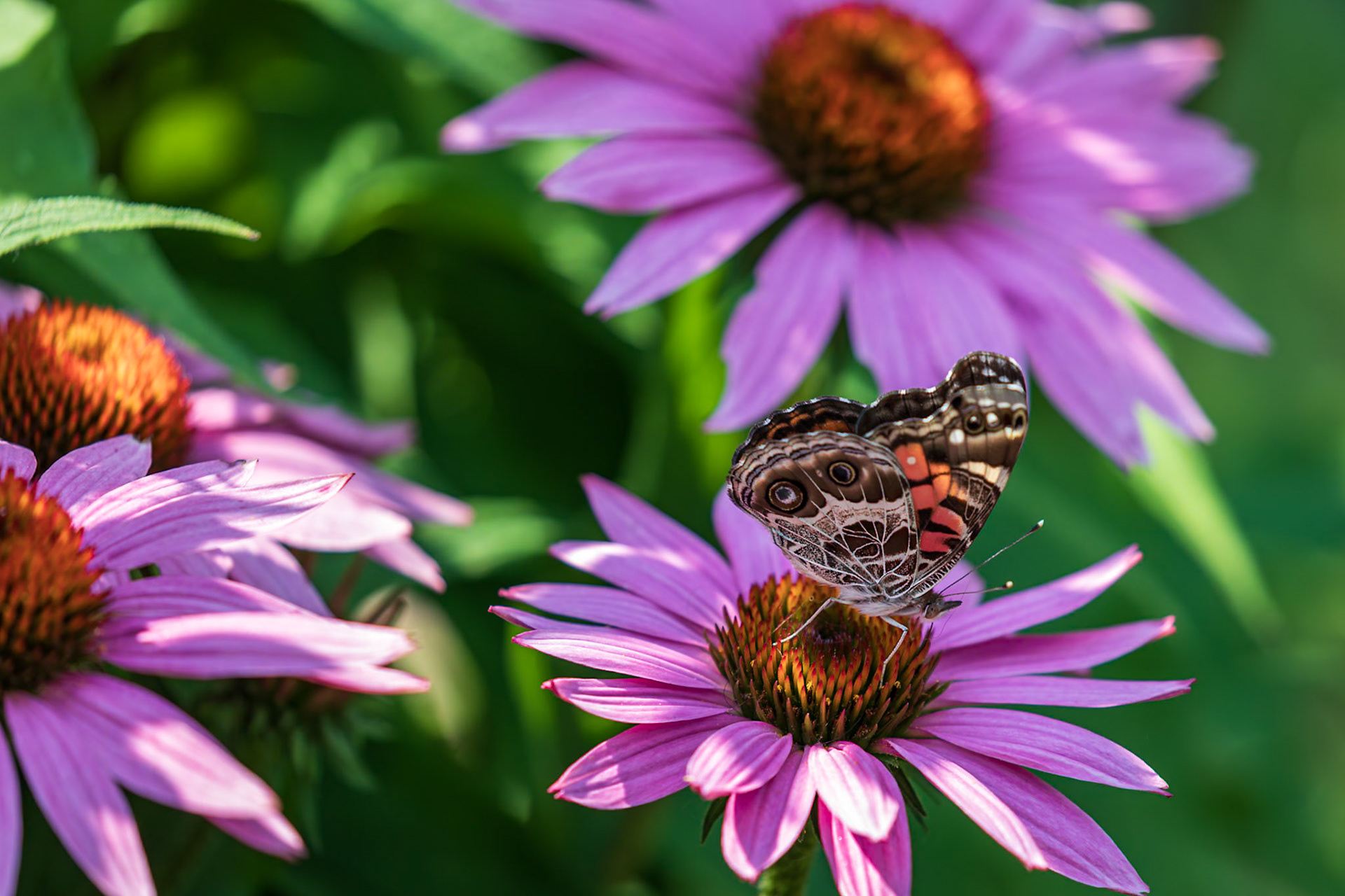 American Lady | Vanessa virginiensis | 20210703