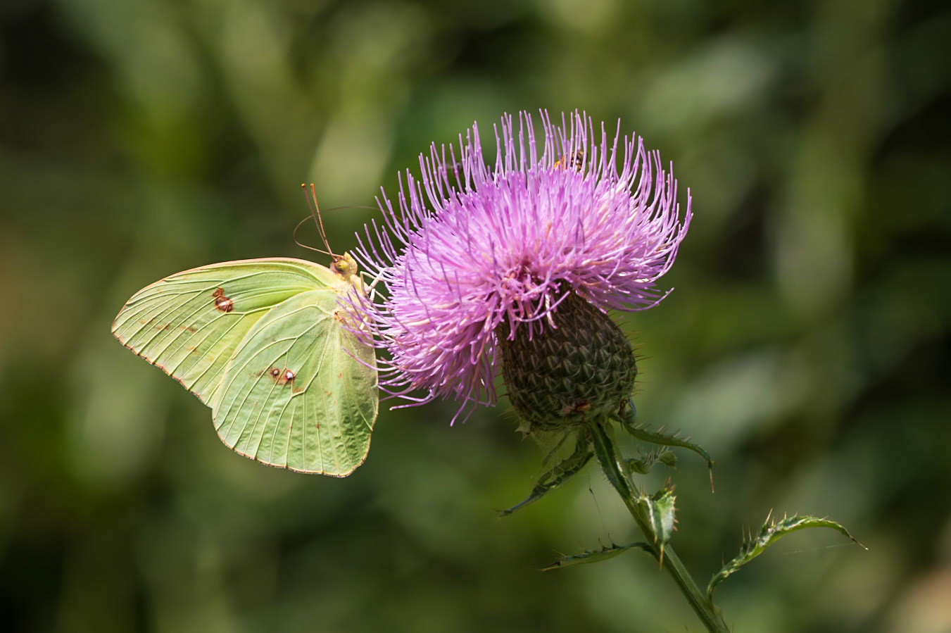 Cloudless Sulphur | Phoebis sennae | 20220821