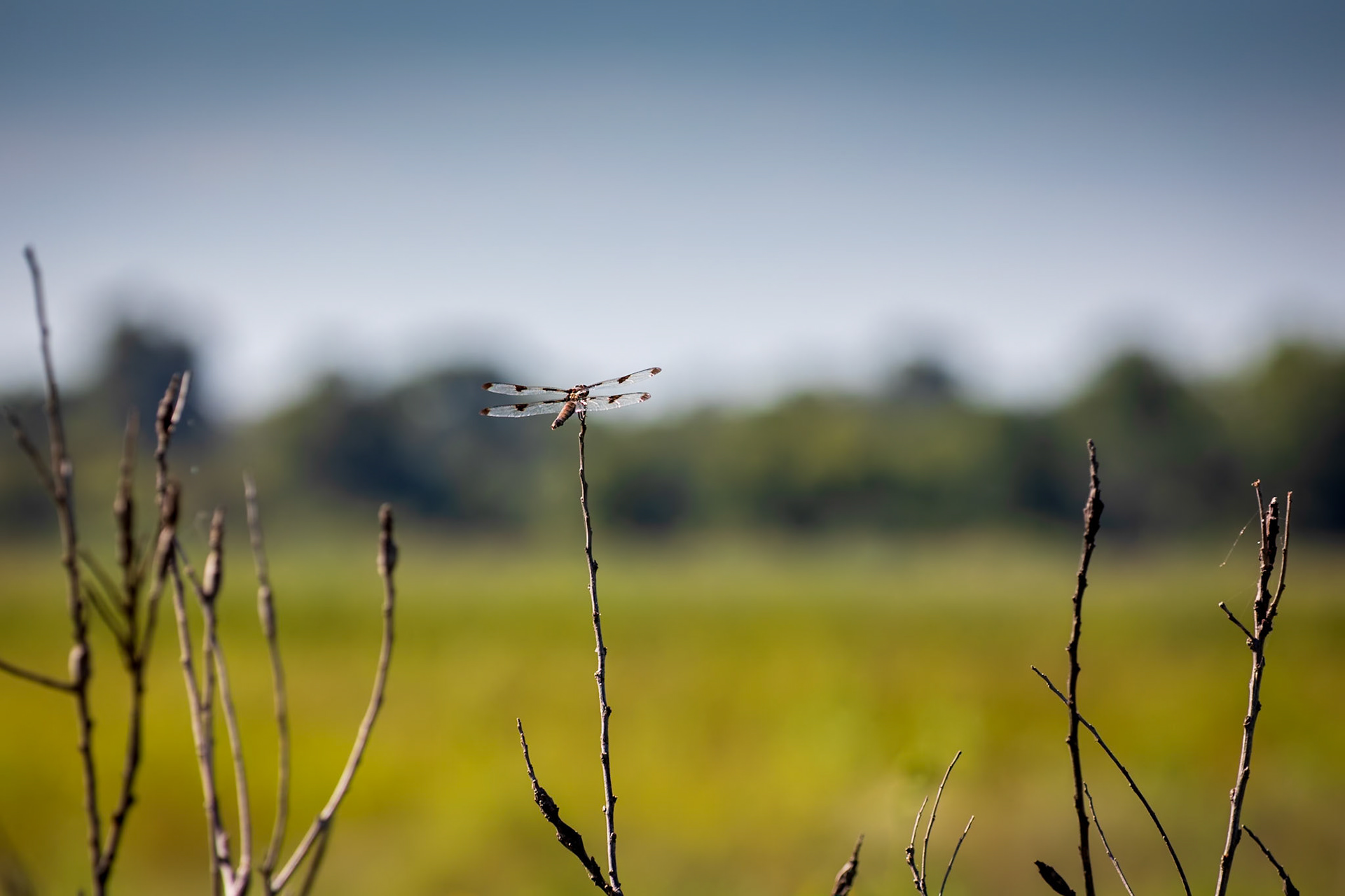 Common Whitetail, Plathemis lydia