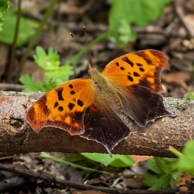 Question Mark | Polygonia interrogationis | 20240430