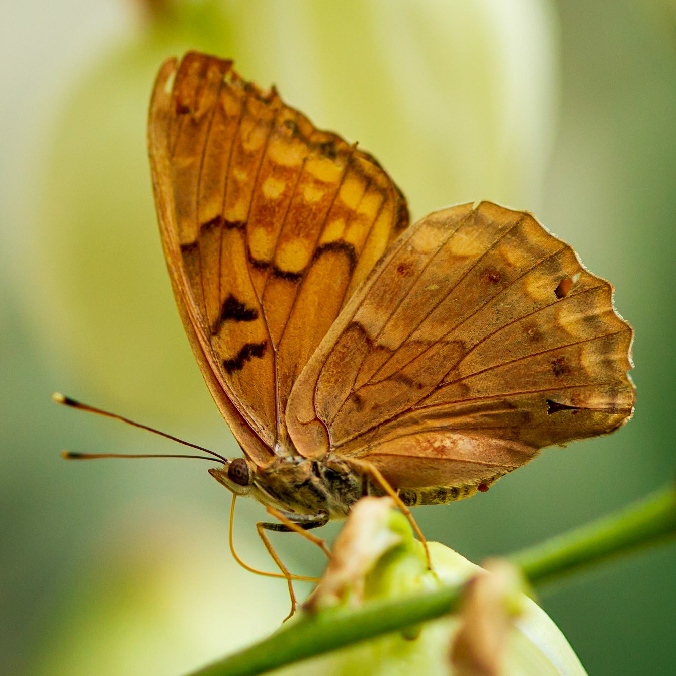 Tawny Emperor | Asterocampa clyton | 20120527