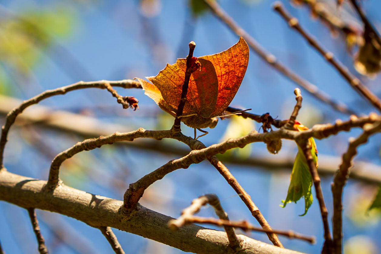 Goatweed Leafwing | Anaea andria | 20140502