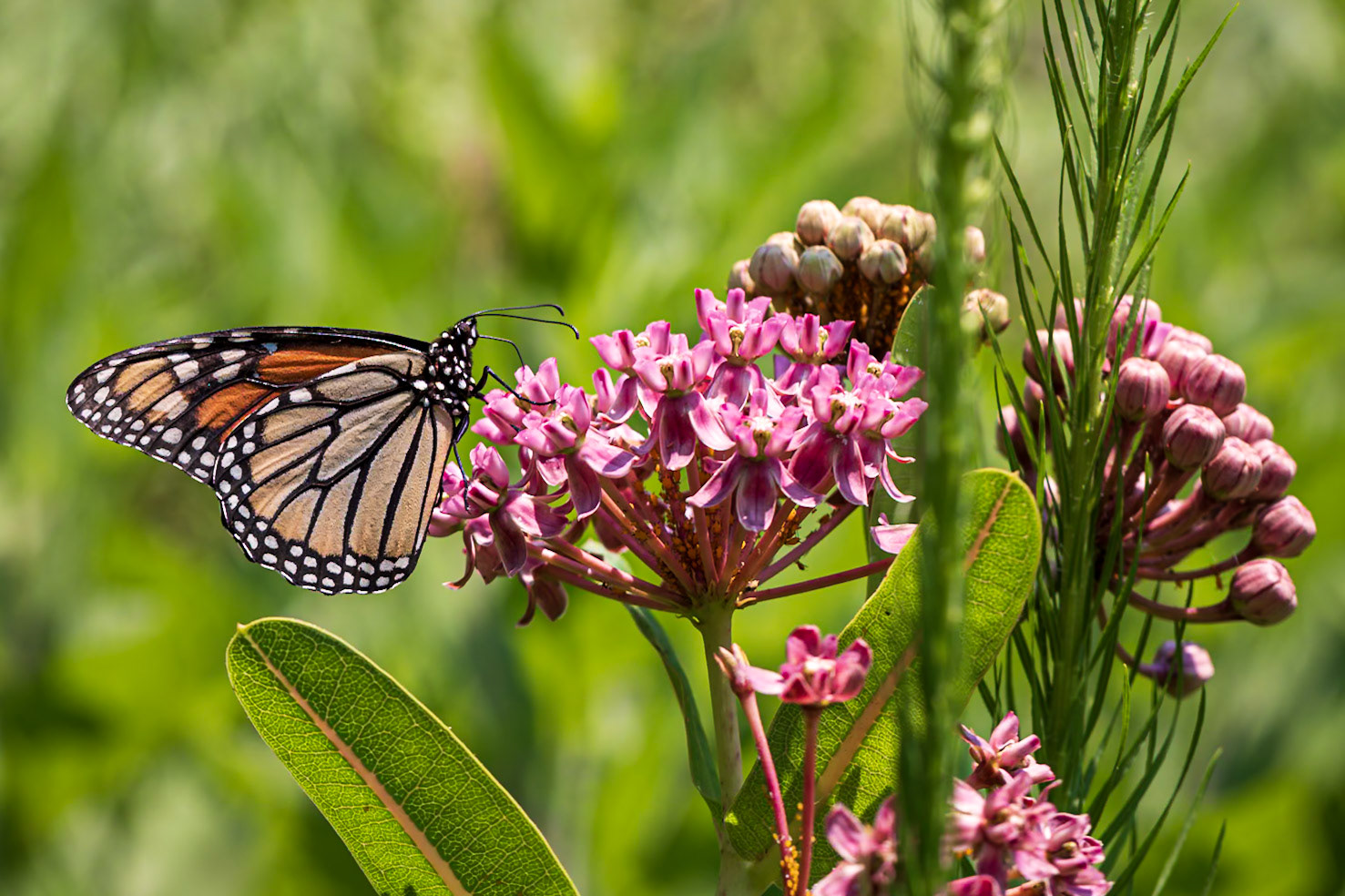 Monarch | Danaus plexippus | 20210703