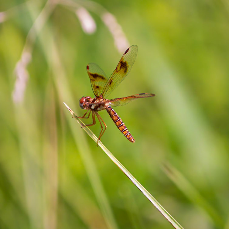 Eastern Amberwing, Perithemis tenera