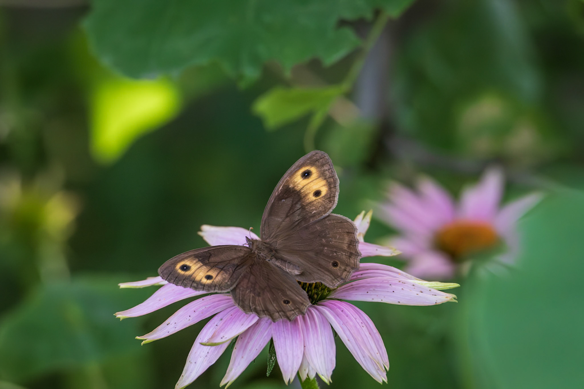 Common Wood-Nymph | Cercyonis pegala | 20240628