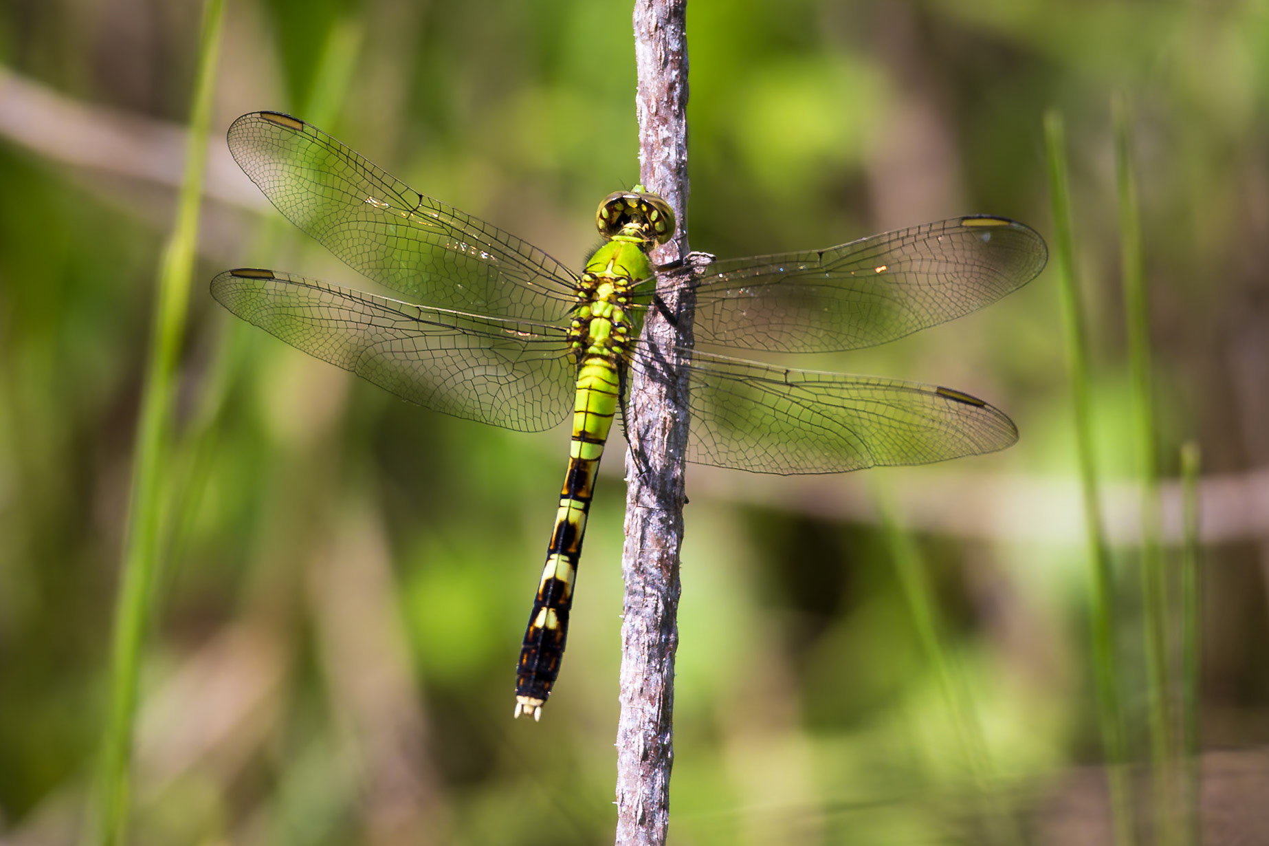 Eastern Pondhawk, Erythemis simplicicollis