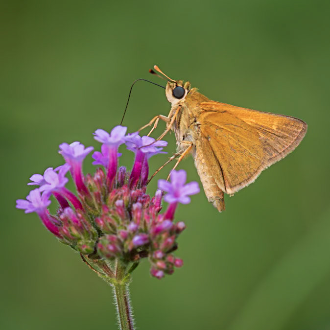 Delaware Skipper | Anatrytone logan