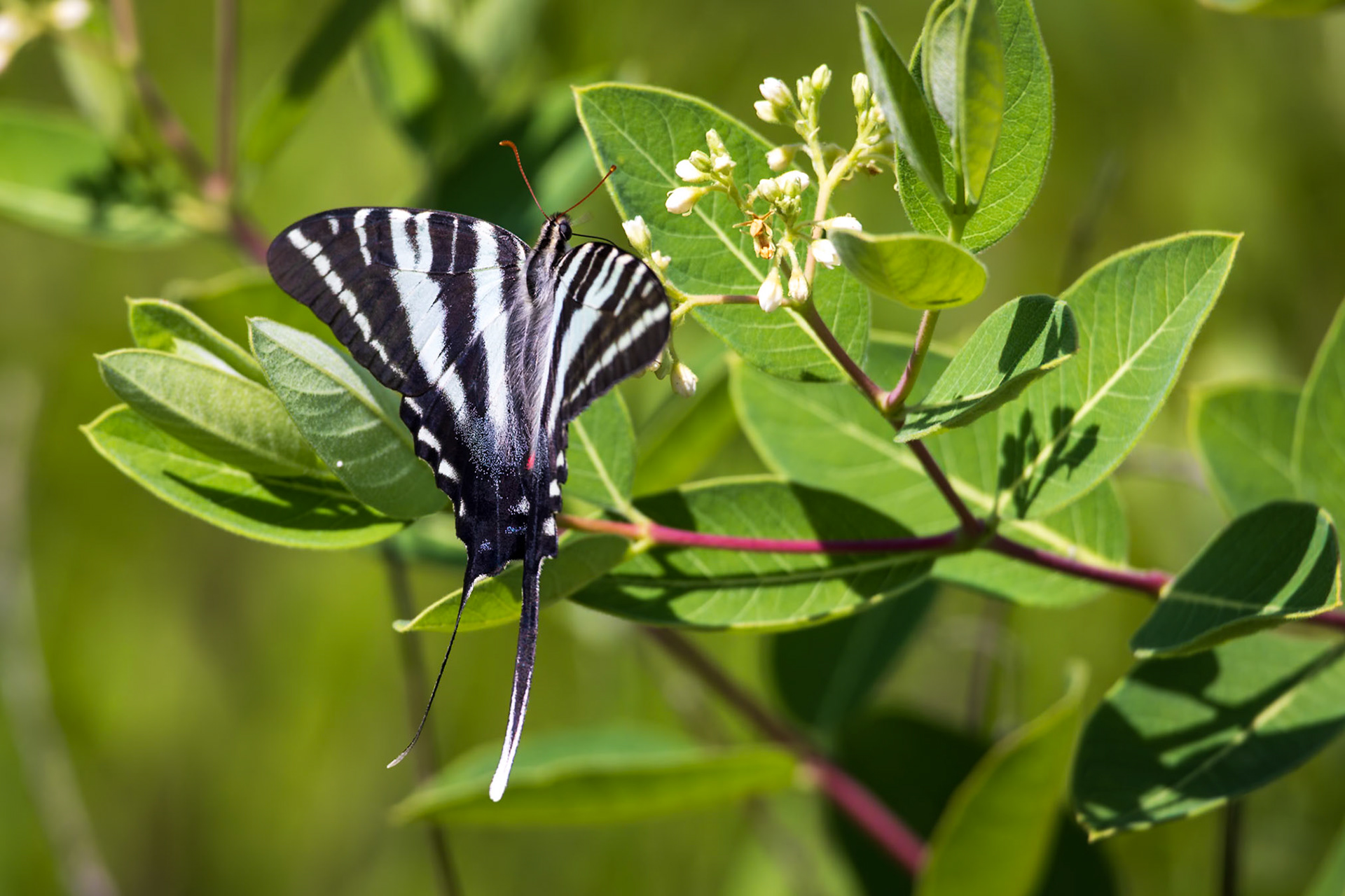 Zebra Swallowtail | Eurytides marcellus - summer form | 20230611