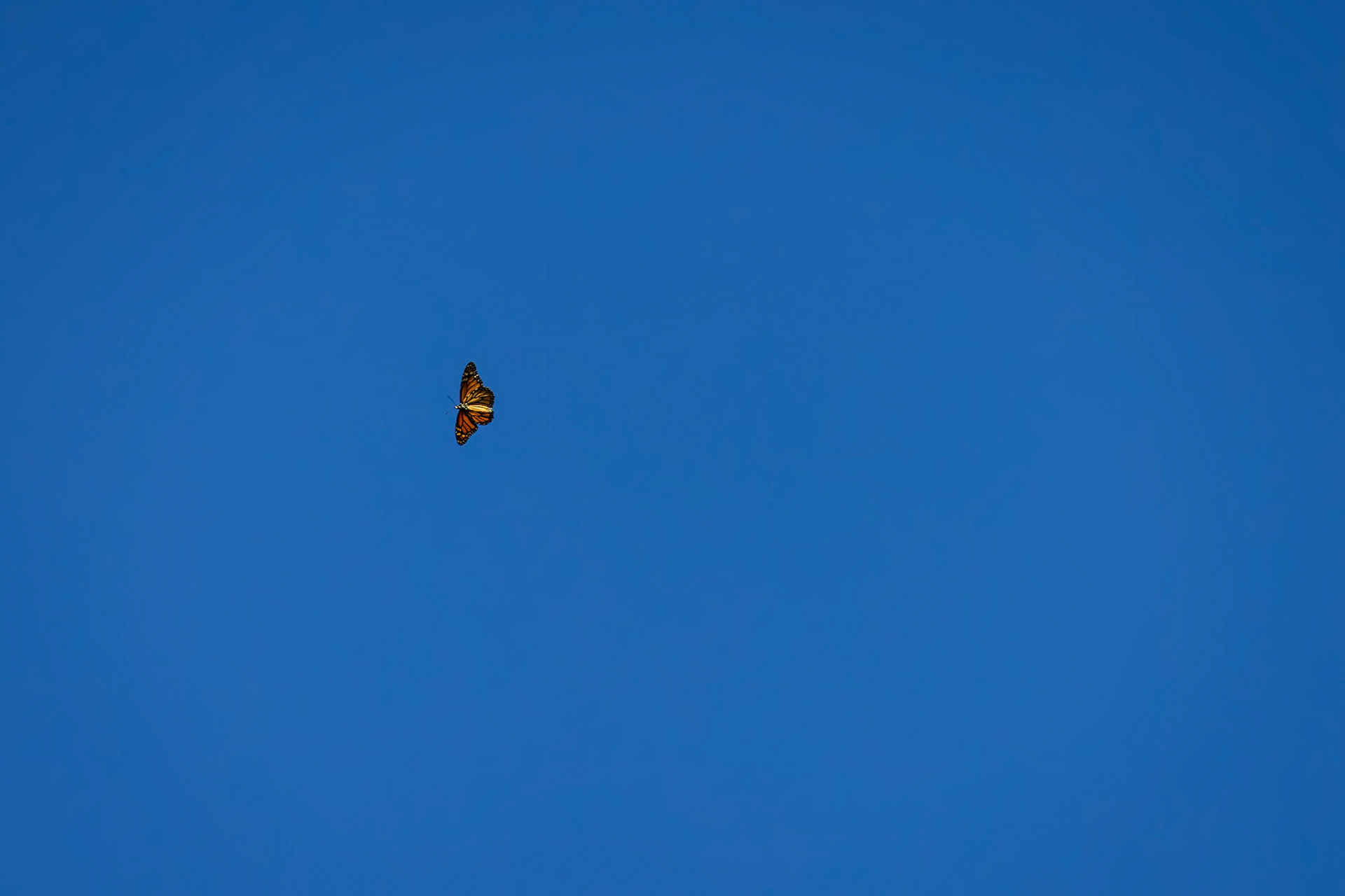 Monarch | Danaus plexippus | 20240926 | Migration