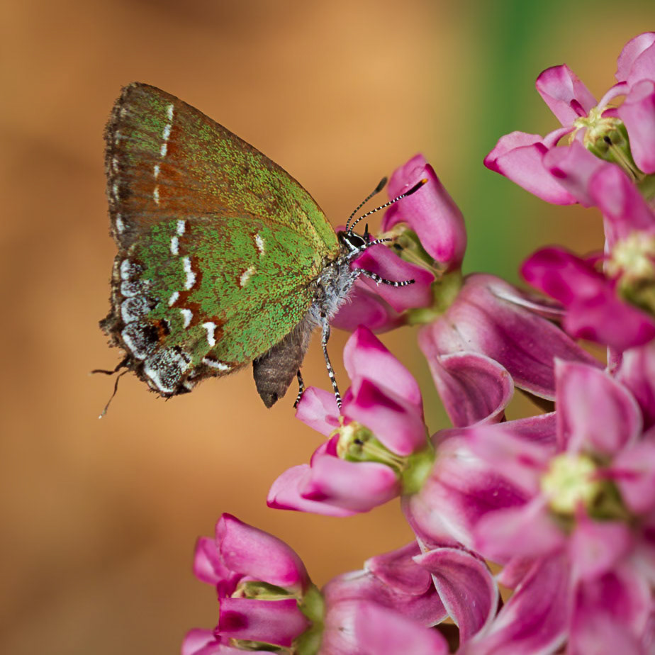 ‘Olive’ Juniper Hairstreak | Callophrys gryneus gryneus | 20180718
