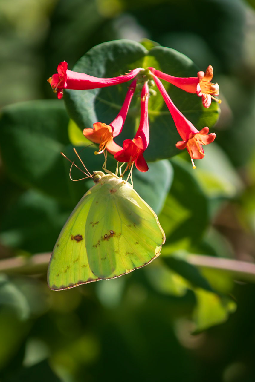 Cloudless Sulphur | Phoebis sennae | 20220713