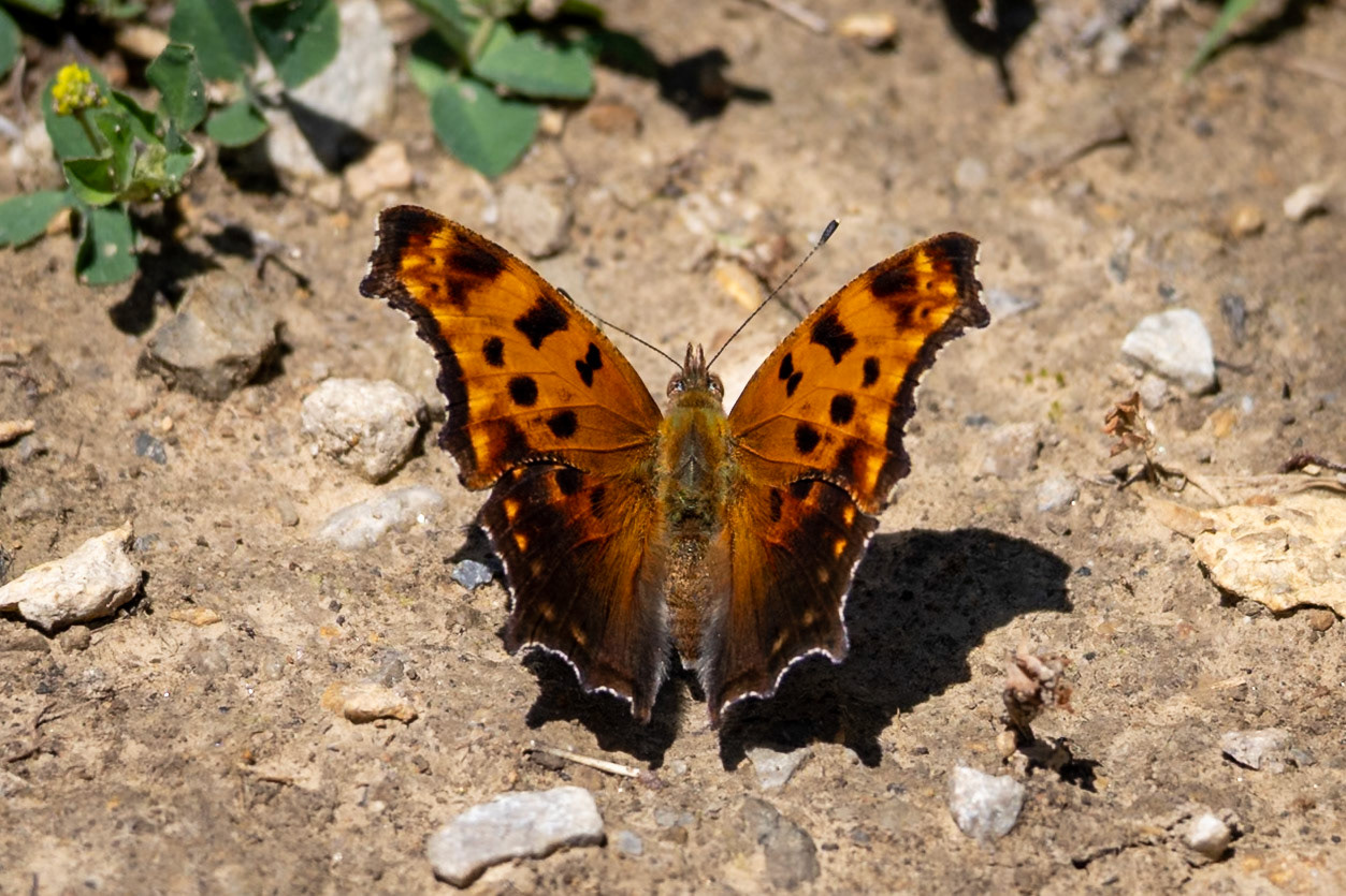 Eastern Comma | Polygonia comma | 20250521