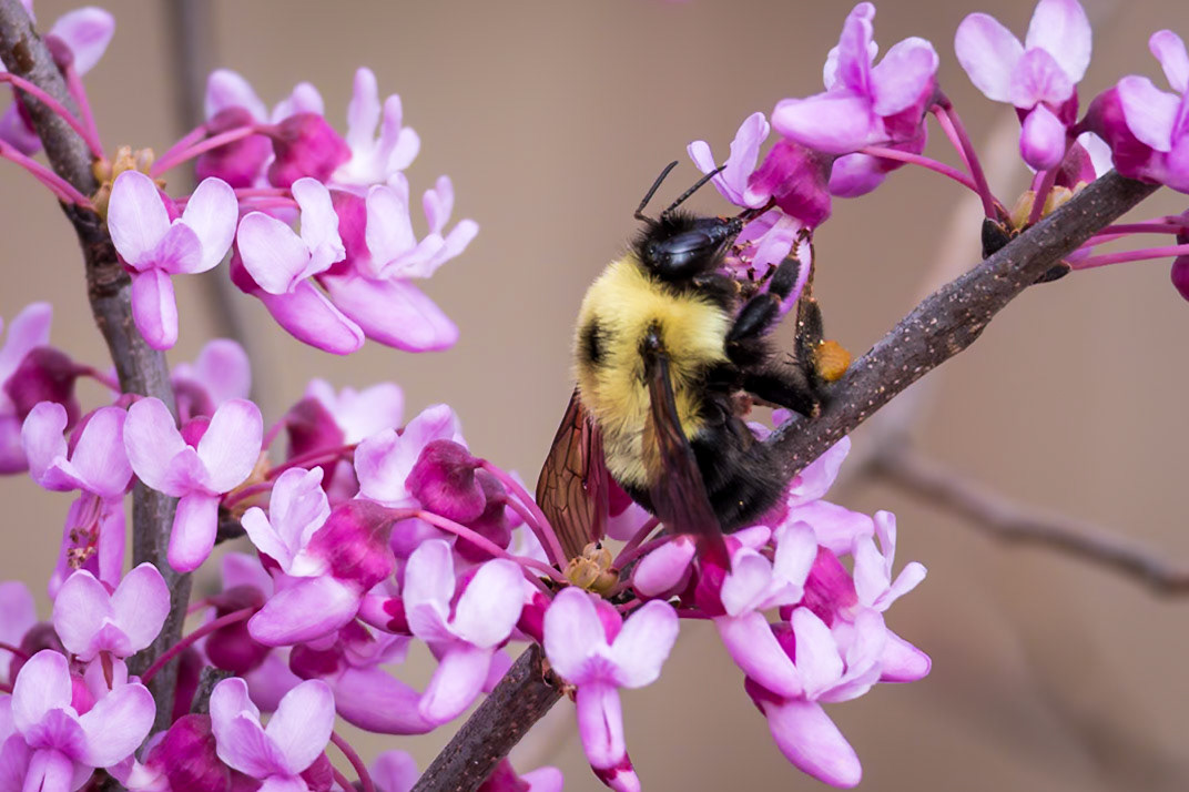Two-spotted bumble bee | Bombus bimaculatus | 20250329