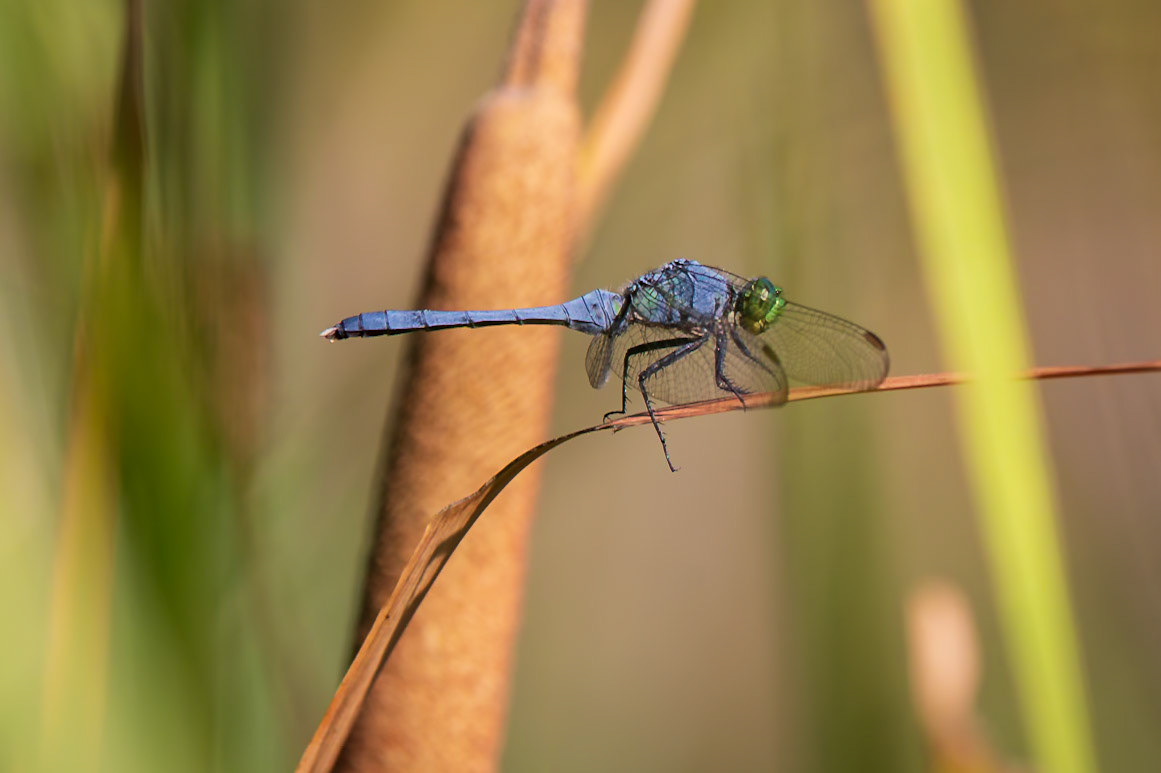 Eastern Pondhawk, Erythemis simplicicollis