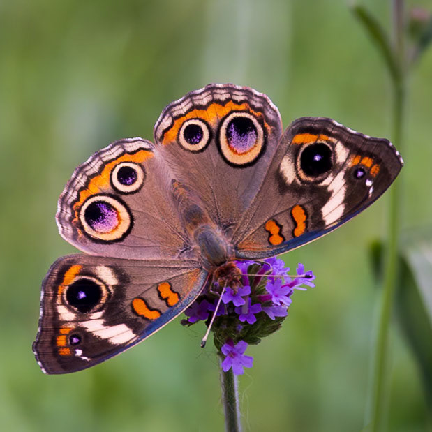 Common Buckeye | Junonia coenia | 20230716