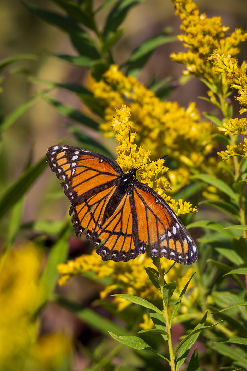 Viceroy | Limenitis archippus | 20240927 | Baker Wetlands