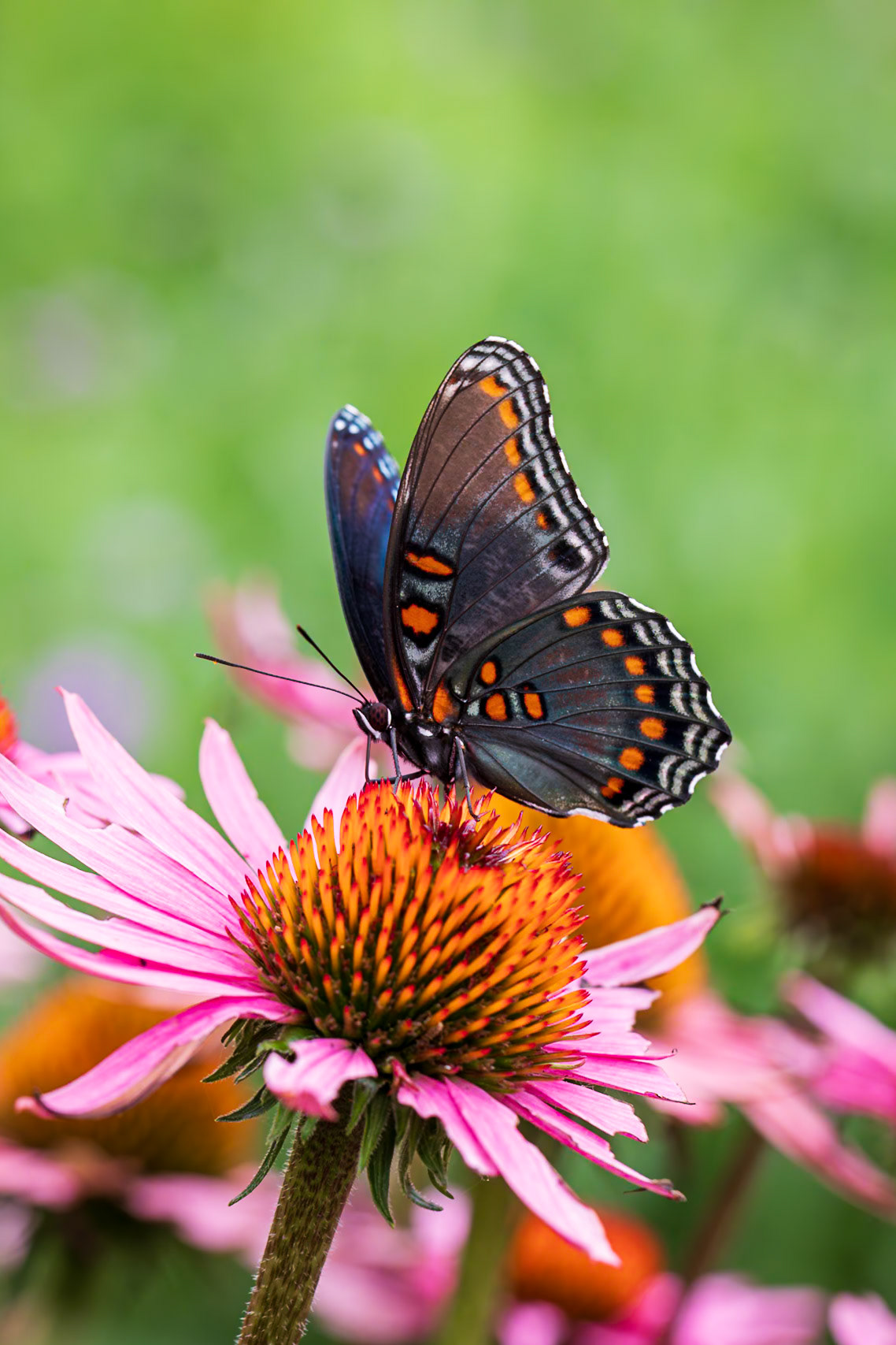 Red-spotted Purple | Limenitis arthemis astyanax | 20210716